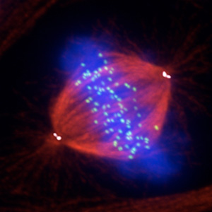 Mitotic cell