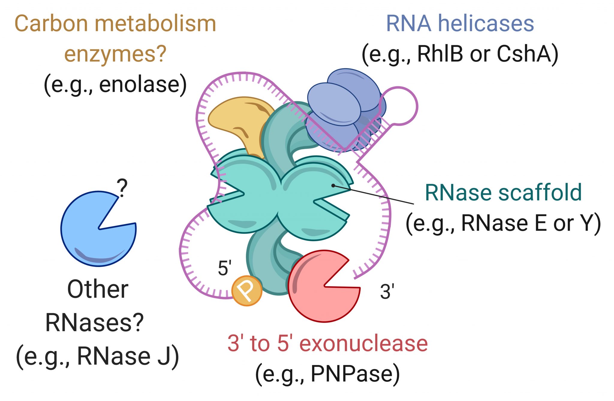 RNA degradosome