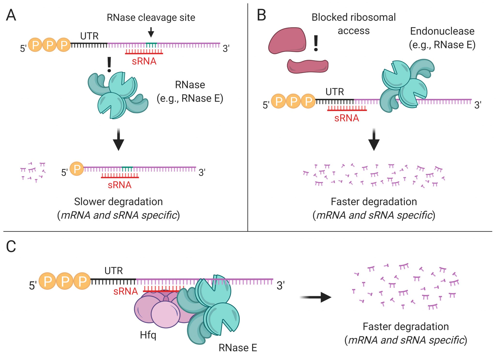 RNA stabilization or degradation mechanisms