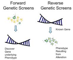 forward_reverse_genetics